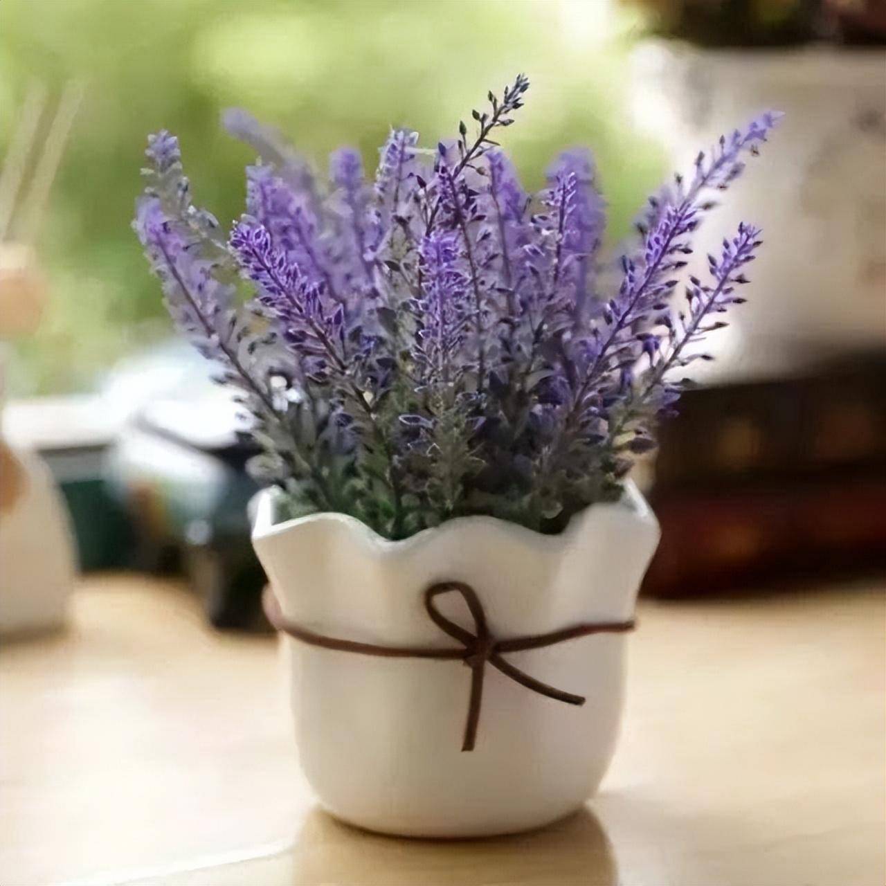 Người thông minh thích trồng 5 cây cảnh "thôi miên" này trong phòng ngủ, đảm bảo ngủ ngon, mơ đẹp - Ảnh 5.