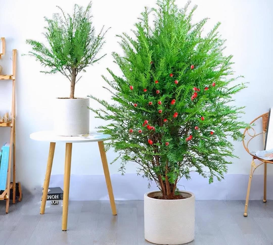 Người thông minh thích trồng 5 cây cảnh "thôi miên" này trong phòng ngủ, đảm bảo ngủ ngon, mơ đẹp - Ảnh 1.