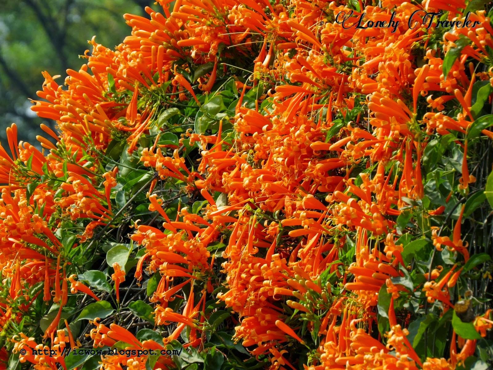 Muốn có khung cửa đẹp như mơ, trồng ngay 5 cây cảnh dây leo lộng lẫy này - Ảnh 9.