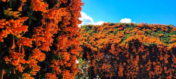 Muốn có khung cửa đẹp như mơ, trồng ngay 5 cây cảnh dây leo lộng lẫy này - Ảnh 10.