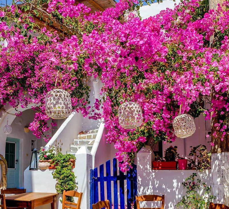 Muốn có khung cửa đẹp như mơ, trồng ngay 5 cây cảnh dây leo lộng lẫy này - Ảnh 6.