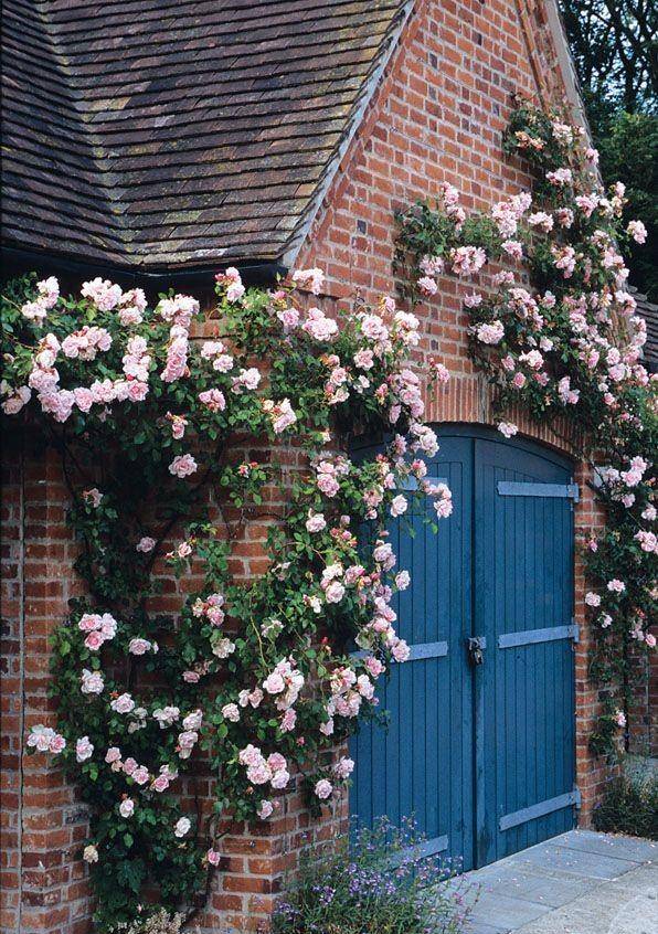 Muốn có khung cửa đẹp như mơ, trồng ngay 5 cây cảnh dây leo lộng lẫy này - Ảnh 3.