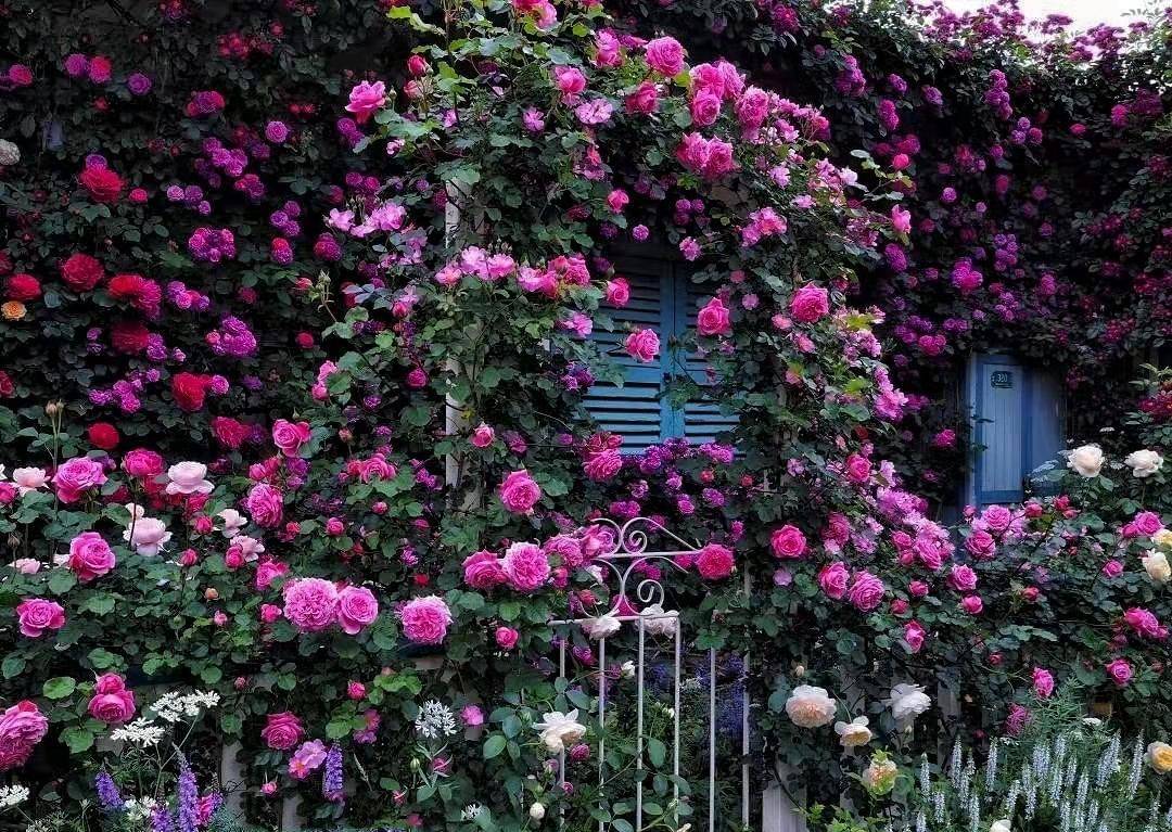 Muốn có khung cửa đẹp như mơ, trồng ngay 5 cây cảnh dây leo lộng lẫy này - Ảnh 1.