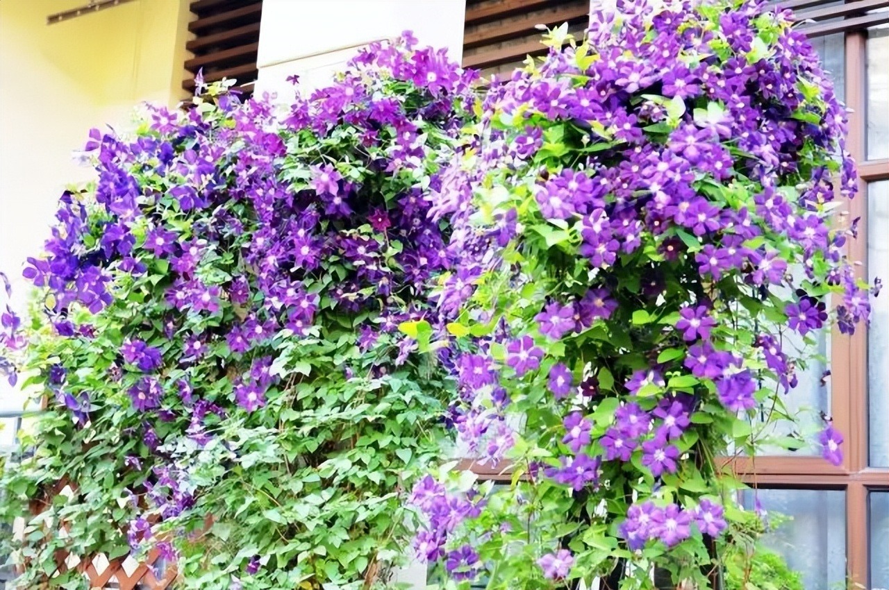 Muốn có khung cửa đẹp như mơ, trồng ngay 5 cây cảnh dây leo lộng lẫy này - Ảnh 11.