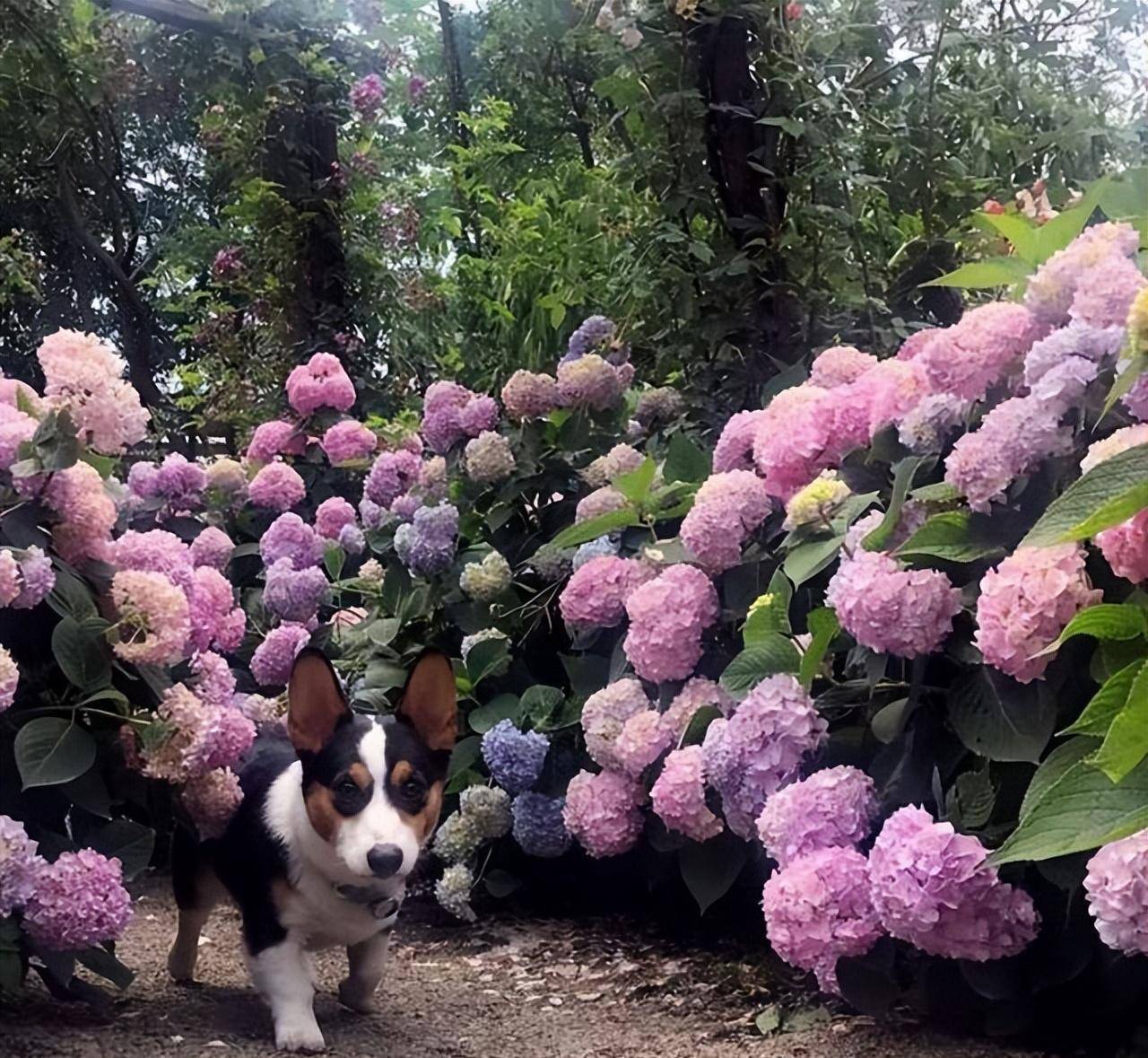 9 cây cảnh rẻ, đẹp, dễ chăm, trồng 3-4 chậu có hoa ngắm suốt mùa hè rực rỡ - Ảnh 12.