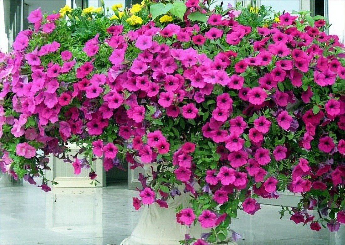 9 cây cảnh rẻ, đẹp, dễ chăm, trồng 3-4 chậu có hoa ngắm suốt mùa hè rực rỡ - Ảnh 1.