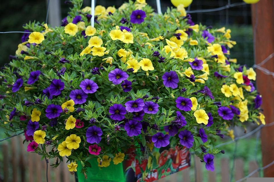 9 cây cảnh rẻ, đẹp, dễ chăm, trồng 3-4 chậu có hoa ngắm suốt mùa hè rực rỡ - Ảnh 2.