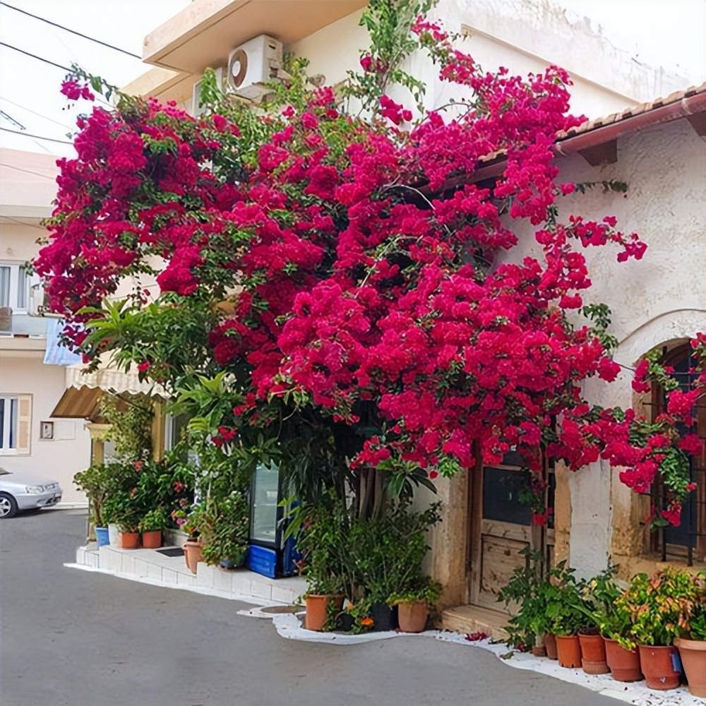 9 cây cảnh rẻ, đẹp, dễ chăm, trồng 3-4 chậu có hoa ngắm suốt mùa hè rực rỡ - Ảnh 8.