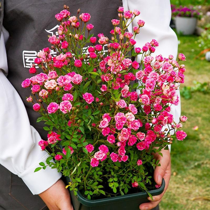 9 cây cảnh rẻ, đẹp, dễ chăm, trồng 3-4 chậu có hoa ngắm suốt mùa hè rực rỡ - Ảnh 17.