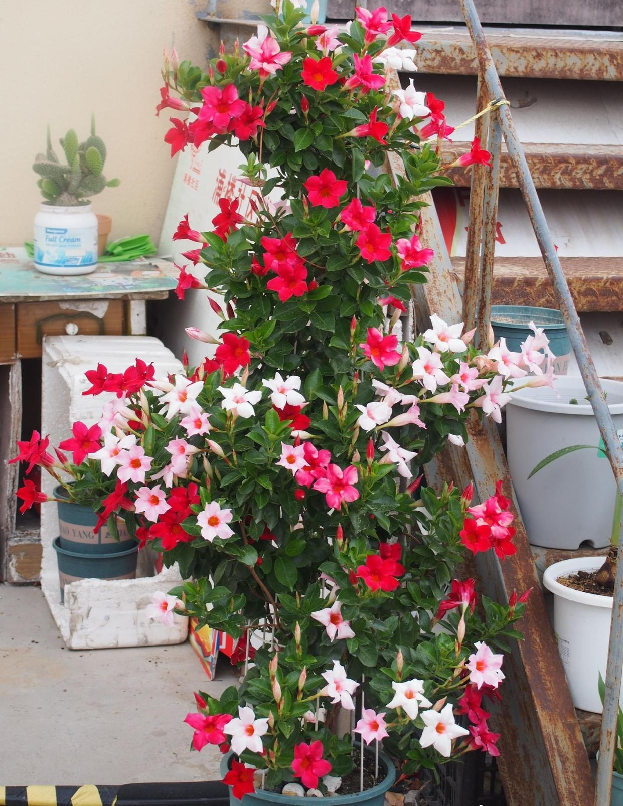 9 cây cảnh rẻ, đẹp, dễ chăm, trồng 3-4 chậu có hoa ngắm suốt mùa hè rực rỡ - Ảnh 9.