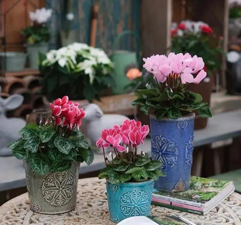 Muốn cây cảnh tươi đẹp, rực rỡ, 3 vị trí dễ "ngậm bụi bẩn" nhất không được quên dọn dẹp - Ảnh 4.