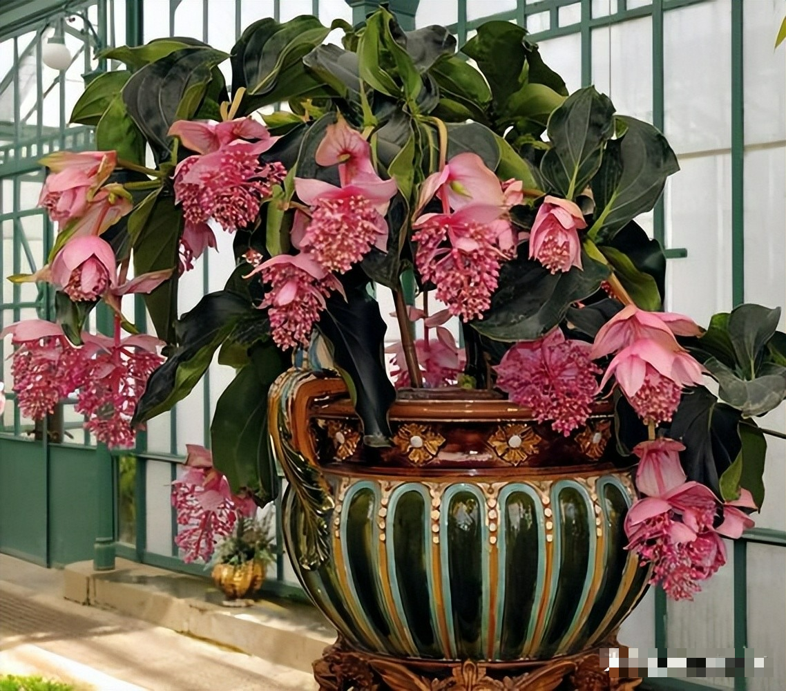 Muốn cây cảnh tươi đẹp, rực rỡ, 3 vị trí dễ "ngậm bụi bẩn" nhất không được quên dọn dẹp - Ảnh 5.