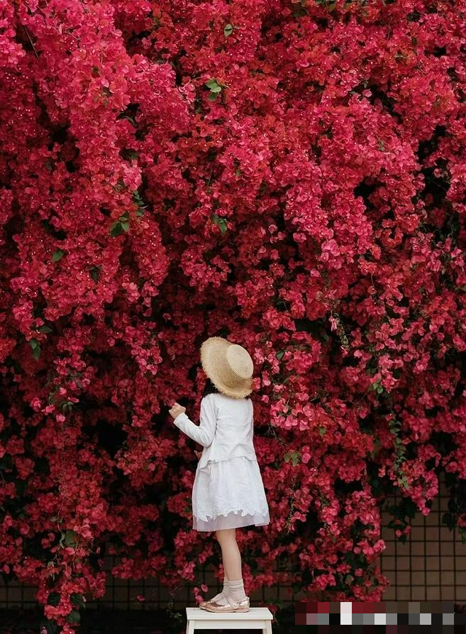 Nhà có sân, trồng ngay 6 cây cảnh này, 4 mùa đẹp như tranh vẽ, gia đình thịnh vượng, may mắn - Ảnh 12.