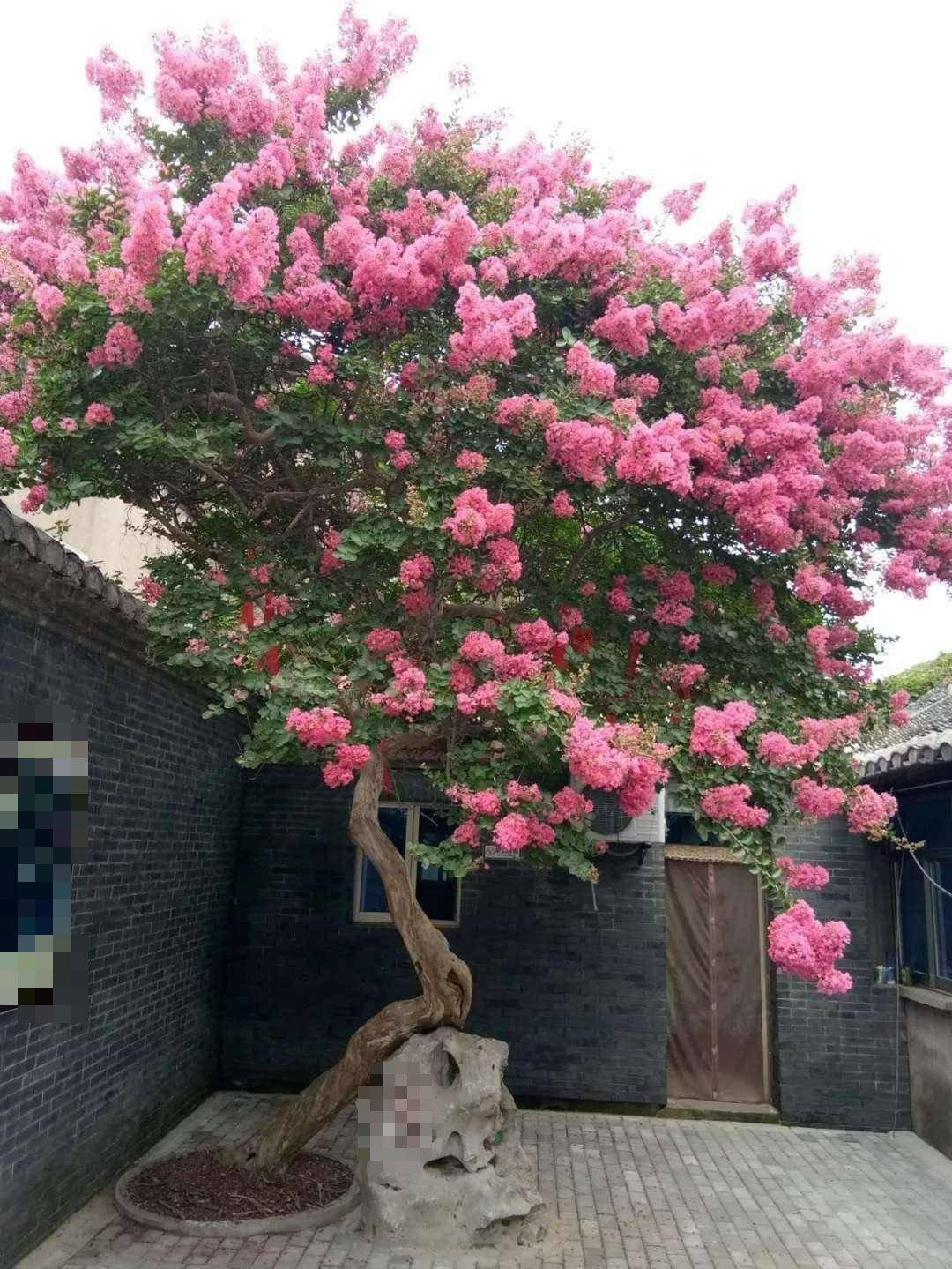 Nhà có sân, trồng ngay 6 cây cảnh này, 4 mùa đẹp như tranh vẽ, gia đình thịnh vượng, may mắn - Ảnh 14.