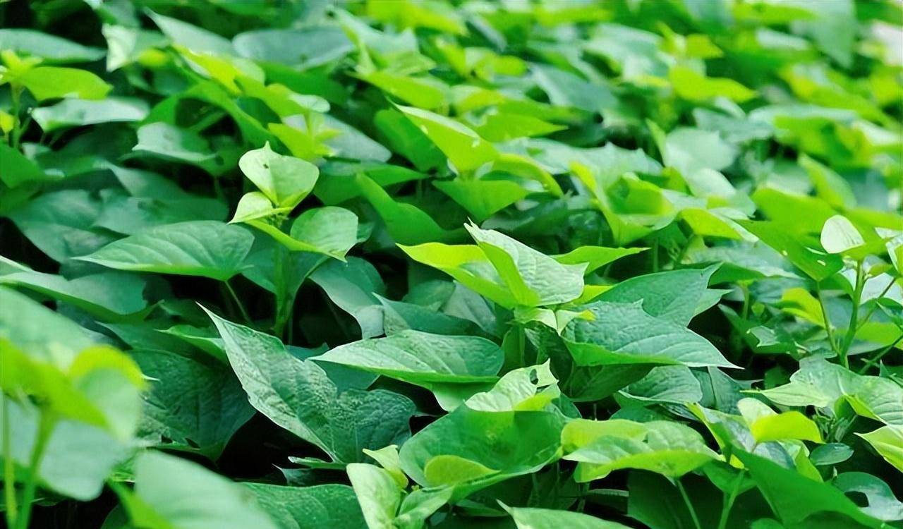 2 loại rau "trường sinh", ngày xưa đói kém mới ăn, nay là món ngon bổ dưỡng, kéo dài thanh xuân - Ảnh 1.