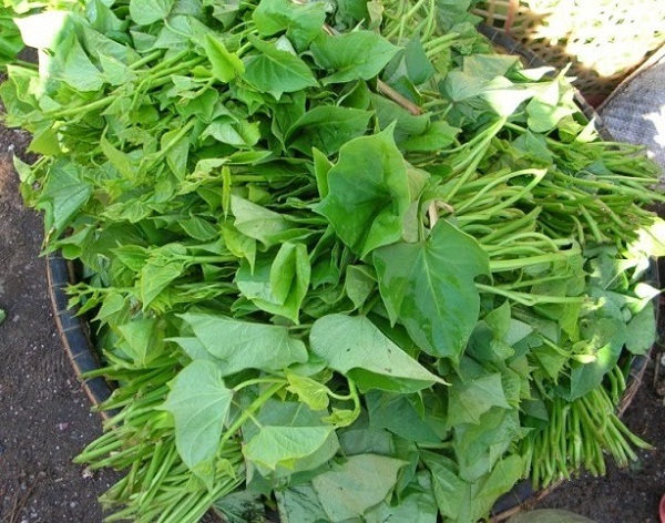 2 loại rau "trường sinh", ngày xưa đói kém mới ăn, nay là món ngon bổ dưỡng, kéo dài thanh xuân - Ảnh 4.