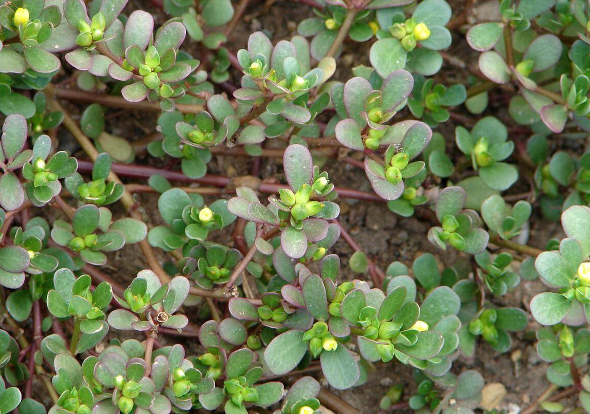 2 loại rau "trường sinh", ngày xưa đói kém mới ăn, nay là món ngon bổ dưỡng, kéo dài thanh xuân - Ảnh 2.