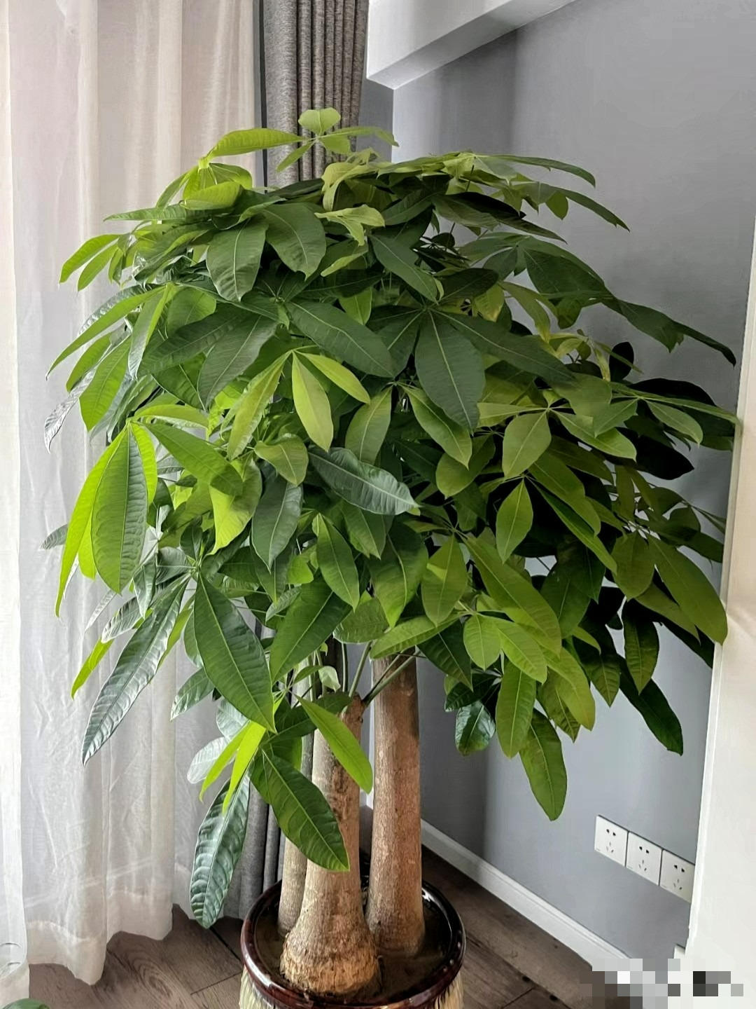 6 cây cảnh "tụ tài", trồng trong nhà chiêu tài, rước lộc, lười nuôi "phú quý", chăm chỉ nuôi chết - Ảnh 11. 6 cây cảnh "tụ tài", trồng trong nhà chiêu tài, rước lộc, lười nuôi "phú quý", chăm chỉ nuôi chết - Ảnh 11.