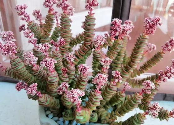 6 cây cảnh "tụ tài", trồng trong nhà chiêu tài, rước lộc, lười nuôi "phú quý", chăm chỉ nuôi chết - Ảnh 8. 6 cây cảnh "tụ tài", trồng trong nhà chiêu tài, rước lộc, lười nuôi "phú quý", chăm chỉ nuôi chết - Ảnh 8.