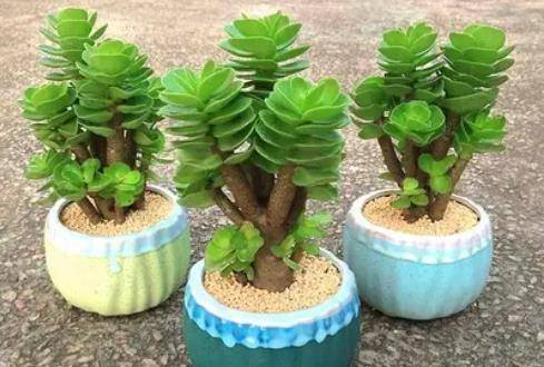 6 cây cảnh "tụ tài", trồng trong nhà chiêu tài, rước lộc, lười nuôi "phú quý", chăm chỉ nuôi chết - Ảnh 4. 6 cây cảnh "tụ tài", trồng trong nhà chiêu tài, rước lộc, lười nuôi "phú quý", chăm chỉ nuôi chết - Ảnh 4.