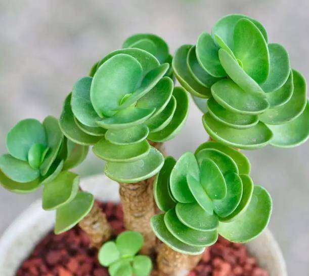6 cây cảnh "tụ tài", trồng trong nhà chiêu tài, rước lộc, lười nuôi "phú quý", chăm chỉ nuôi chết - Ảnh 5. 6 cây cảnh "tụ tài", trồng trong nhà chiêu tài, rước lộc, lười nuôi "phú quý", chăm chỉ nuôi chết - Ảnh 5.