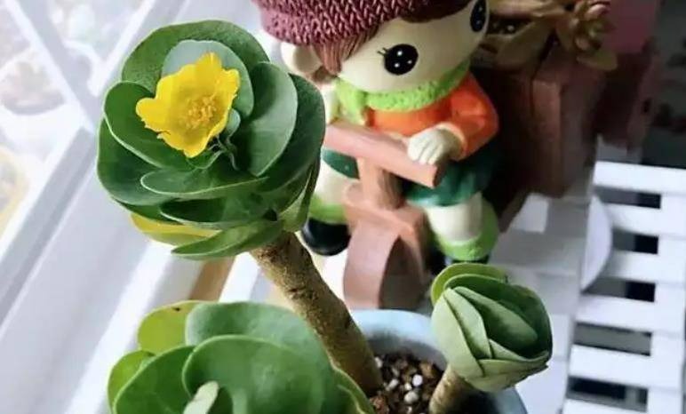 6 cây cảnh "tụ tài", trồng trong nhà chiêu tài, rước lộc, lười nuôi "phú quý", chăm chỉ nuôi chết - Ảnh 6. 6 cây cảnh "tụ tài", trồng trong nhà chiêu tài, rước lộc, lười nuôi "phú quý", chăm chỉ nuôi chết - Ảnh 6.