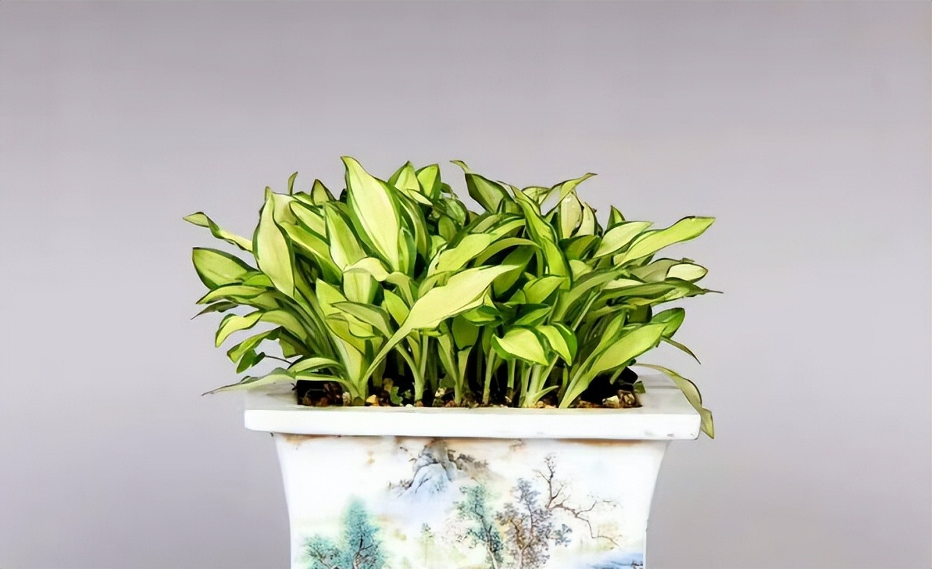 3 cây cảnh "thôi miên", để một chậu trong phòng ngủ, không khí trong lành, ngủ ngon, mơ đẹp - Ảnh 4.