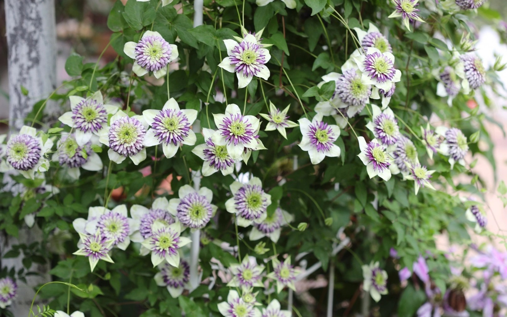 Tên già nua nhưng cây cảnh này có vẻ đẹp tiên nữ, hoa ngàn cánh, tím mộng mơ, làm tường hoa mãn nhãn - Ảnh 6.