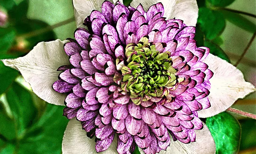 Tên già nua nhưng cây cảnh này có vẻ đẹp tiên nữ, hoa ngàn cánh, tím mộng mơ, làm tường hoa mãn nhãn - Ảnh 2.