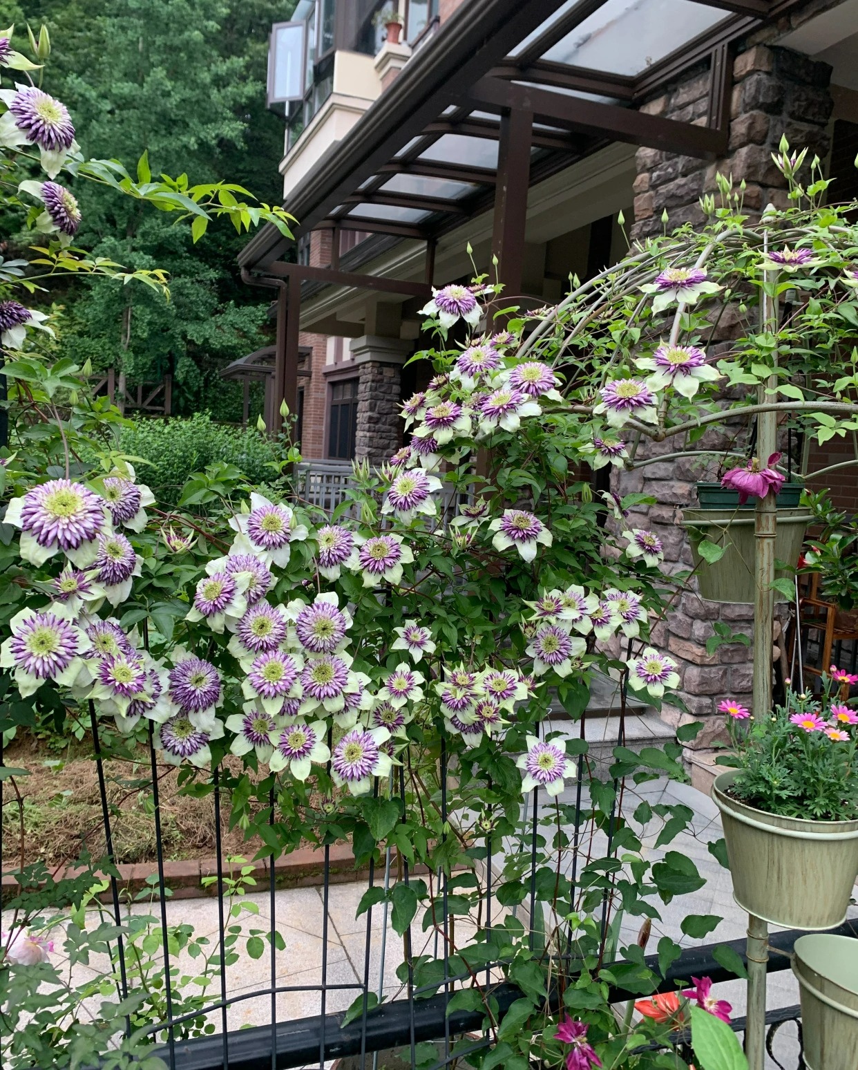 Tên già nua nhưng cây cảnh này có vẻ đẹp tiên nữ, hoa ngàn cánh, tím mộng mơ, làm tường hoa mãn nhãn - Ảnh 8.