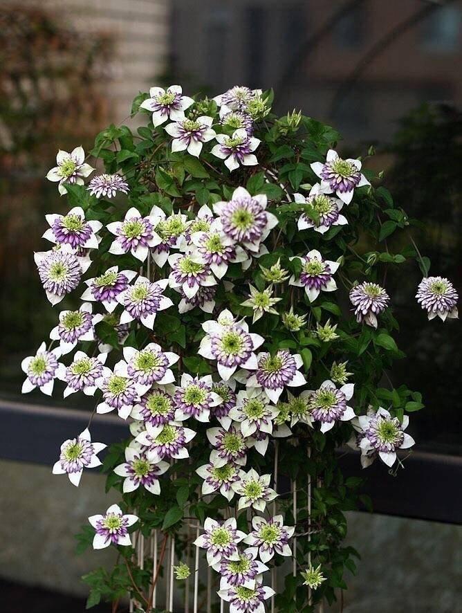 Tên già nua nhưng cây cảnh này có vẻ đẹp tiên nữ, hoa ngàn cánh, tím mộng mơ, làm tường hoa mãn nhãn - Ảnh 5.