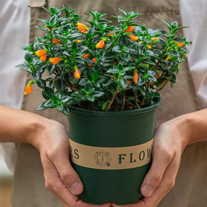 3 cây cảnh vượng tài, muốn phát tài, may mắn nhất định phải trồng một chậu, nhà giàu ai cũng thích - Ảnh 2.