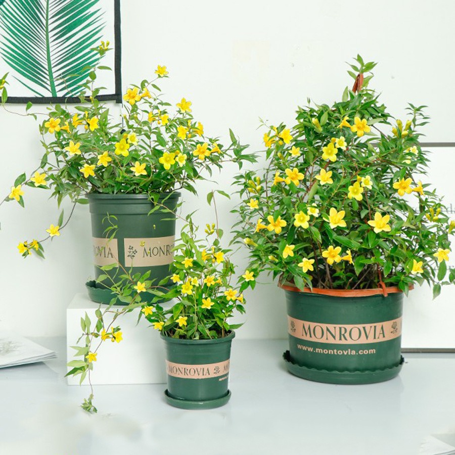 3 cây cảnh vượng tài, muốn phát tài, may mắn nhất định phải trồng một chậu, nhà giàu ai cũng thích - Ảnh 8.