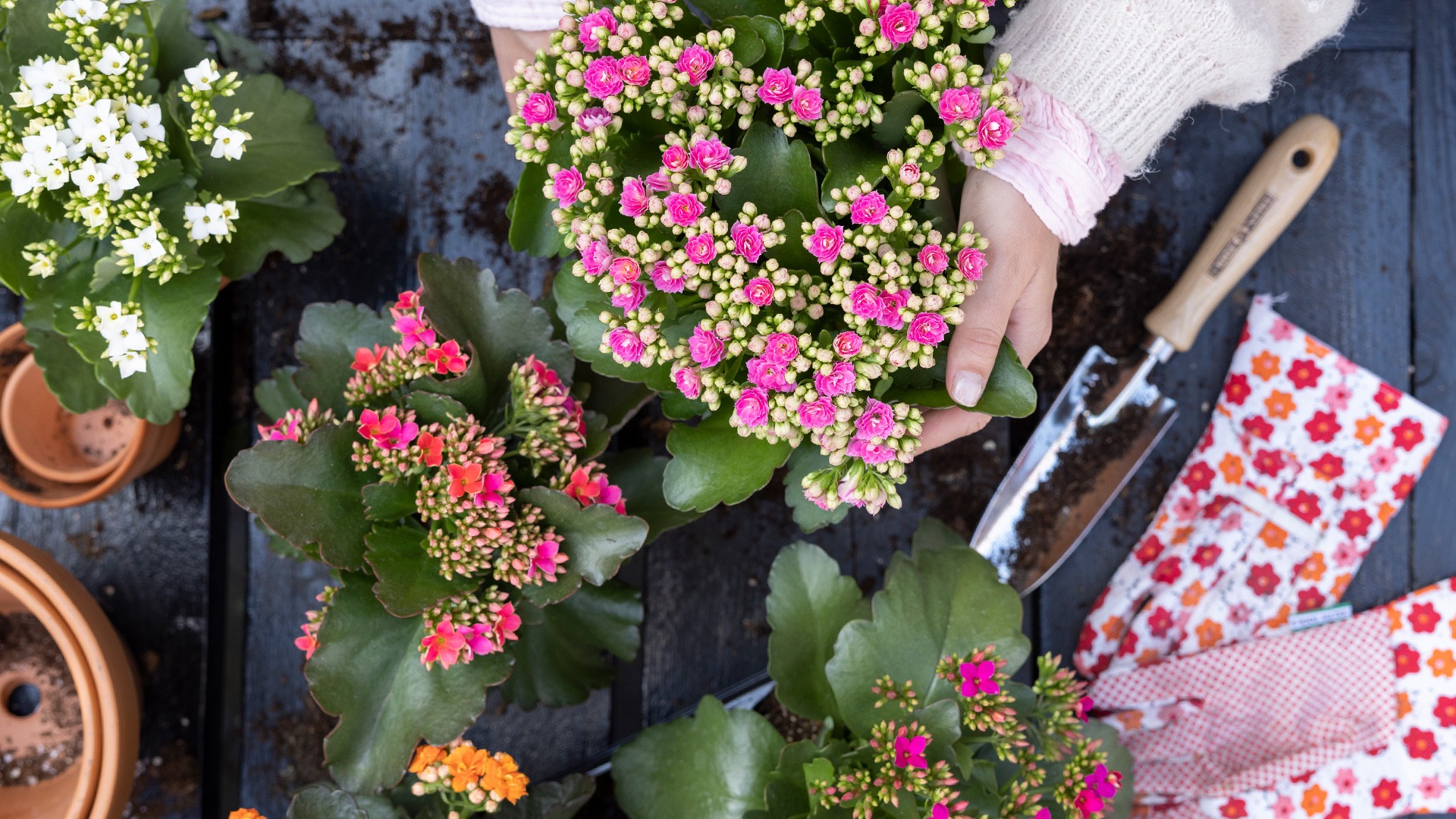 3 cây cảnh vượng tài, muốn phát tài, may mắn nhất định phải trồng một chậu, nhà giàu ai cũng thích - Ảnh 7.