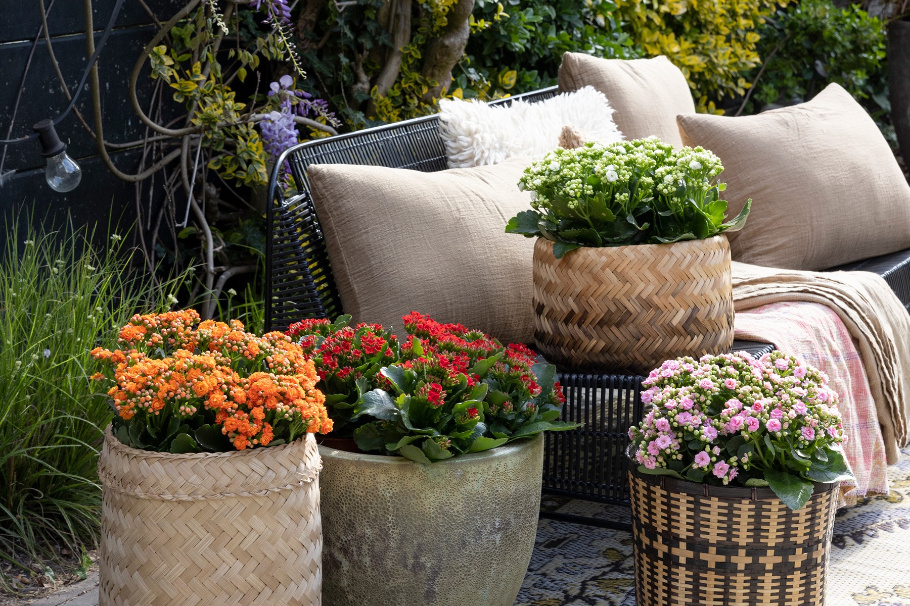 3 cây cảnh vượng tài, muốn phát tài, may mắn nhất định phải trồng một chậu, nhà giàu ai cũng thích - Ảnh 1.