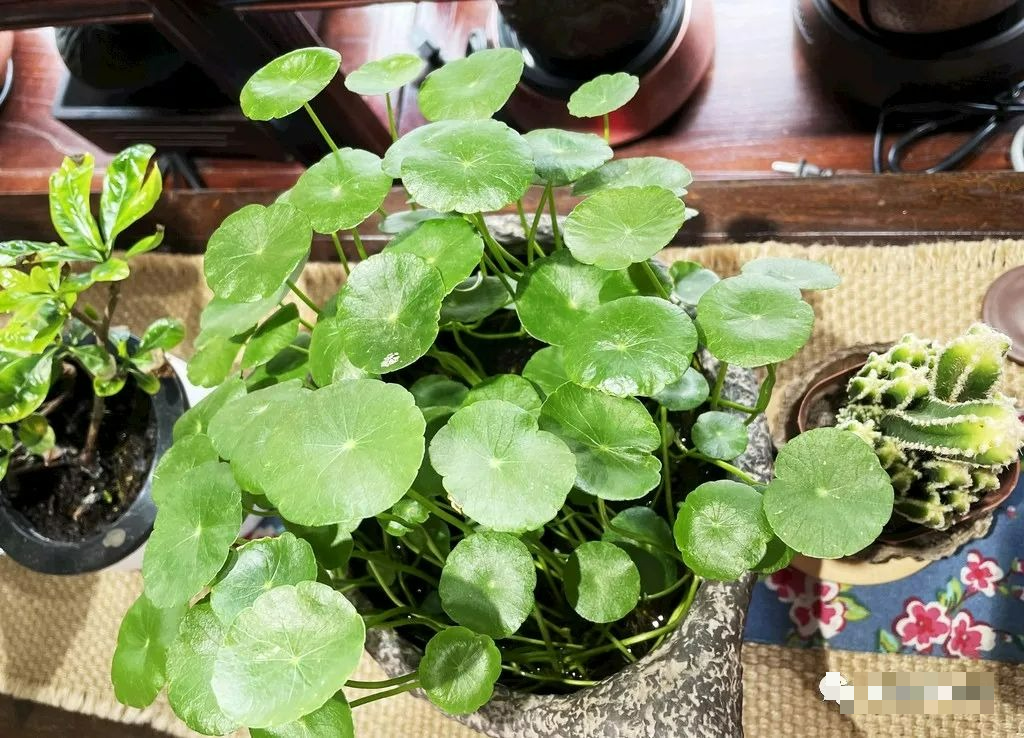 Trồng cây cảnh "hút tiền" trong nhà, làm 4 điều này lá to tròn, xanh bóng, càng nuôi càng giàu - Ảnh 9. Trồng cây cảnh "hút tiền" trong nhà, làm 4 điều này lá to tròn, xanh bóng, càng nuôi càng giàu - Ảnh 9.