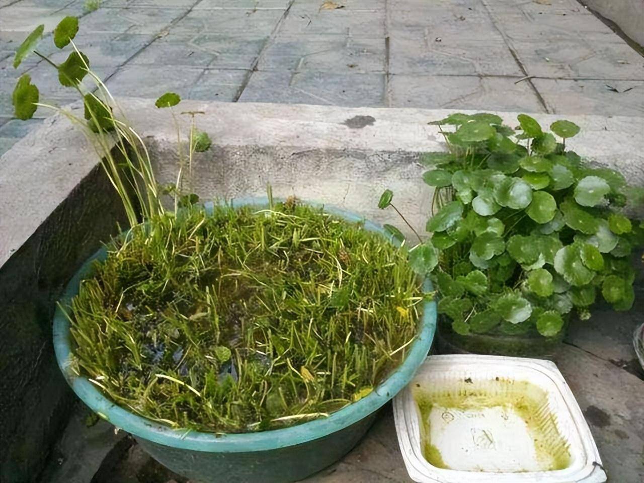 Trồng cây cảnh "hút tiền" trong nhà, làm 4 điều này lá to tròn, xanh bóng, càng nuôi càng giàu - Ảnh 11. Trồng cây cảnh "hút tiền" trong nhà, làm 4 điều này lá to tròn, xanh bóng, càng nuôi càng giàu - Ảnh 11.