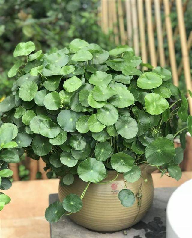 Trồng cây cảnh "hút tiền" trong nhà, làm 4 điều này lá to tròn, xanh bóng, càng nuôi càng giàu - Ảnh 8. Trồng cây cảnh "hút tiền" trong nhà, làm 4 điều này lá to tròn, xanh bóng, càng nuôi càng giàu - Ảnh 8.