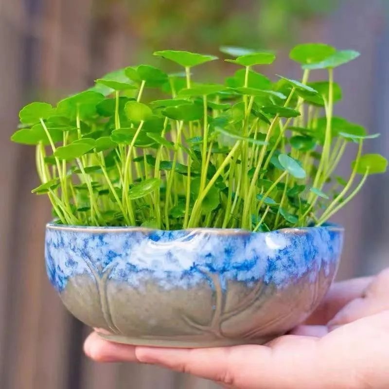 Trồng cây cảnh "hút tiền" trong nhà, làm 4 điều này lá to tròn, xanh bóng, càng nuôi càng giàu - Ảnh 10. Trồng cây cảnh "hút tiền" trong nhà, làm 4 điều này lá to tròn, xanh bóng, càng nuôi càng giàu - Ảnh 10.