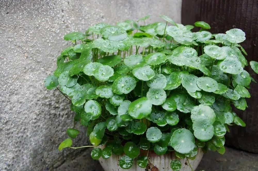 Trồng cây cảnh "hút tiền" trong nhà, làm 4 điều này lá to tròn, xanh bóng, càng nuôi càng giàu - Ảnh 2. Trồng cây cảnh "hút tiền" trong nhà, làm 4 điều này lá to tròn, xanh bóng, càng nuôi càng giàu - Ảnh 2.