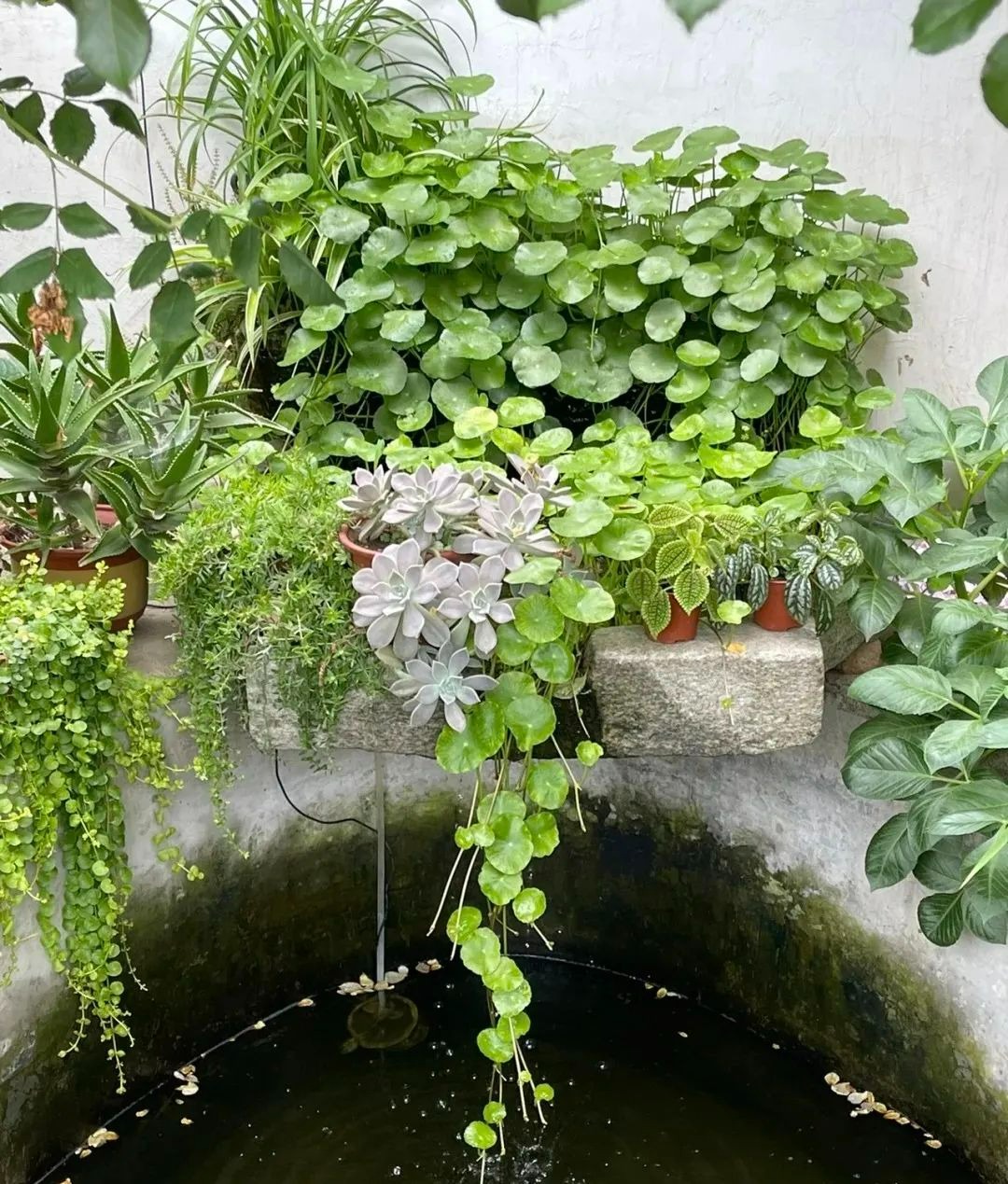 Trồng cây cảnh "hút tiền" trong nhà, làm 4 điều này lá to tròn, xanh bóng, càng nuôi càng giàu - Ảnh 1. Trồng cây cảnh "hút tiền" trong nhà, làm 4 điều này lá to tròn, xanh bóng, càng nuôi càng giàu - Ảnh 1.