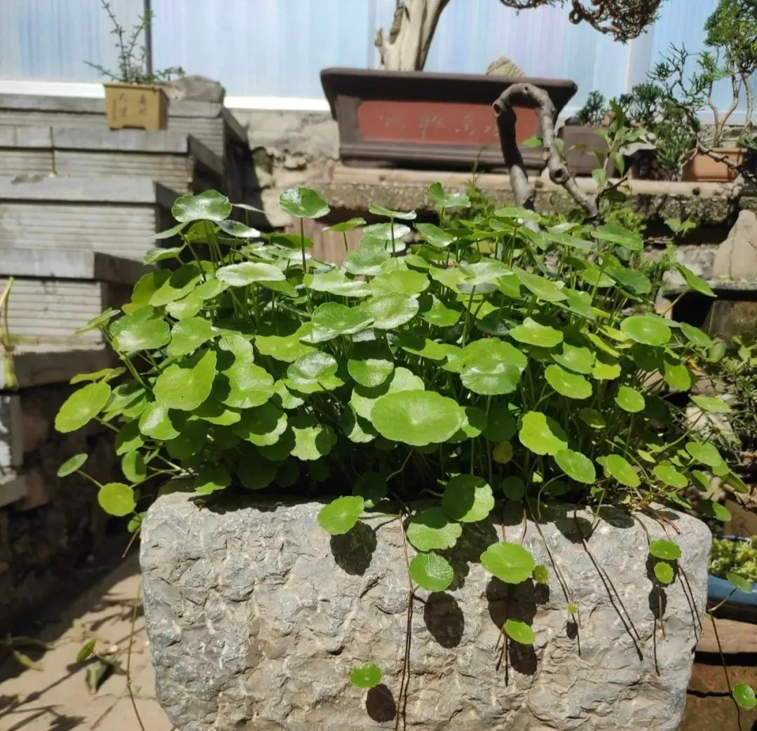 Trồng cây cảnh "hút tiền" trong nhà, làm 4 điều này lá to tròn, xanh bóng, càng nuôi càng giàu - Ảnh 3. Trồng cây cảnh "hút tiền" trong nhà, làm 4 điều này lá to tròn, xanh bóng, càng nuôi càng giàu - Ảnh 3.