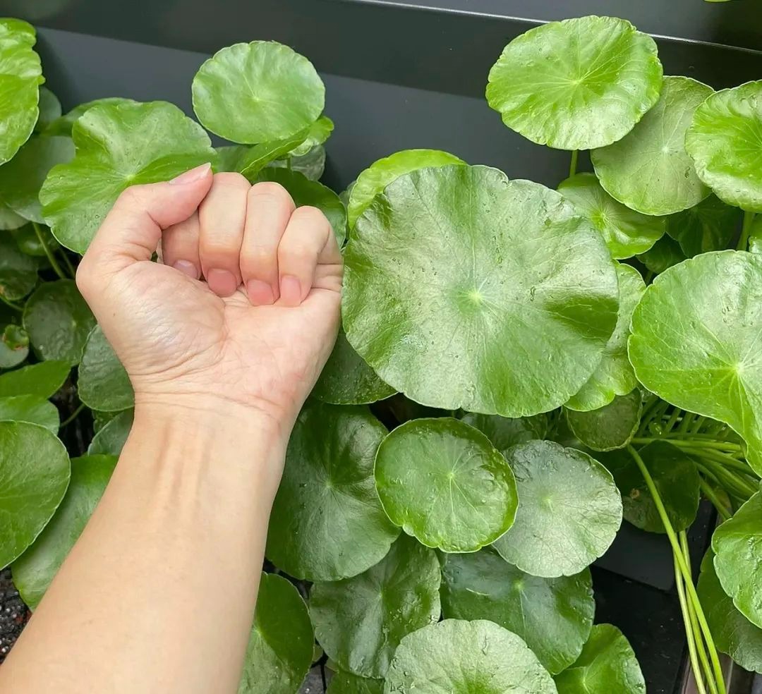 Trồng cây cảnh "hút tiền" trong nhà, làm 4 điều này lá to tròn, xanh bóng, càng nuôi càng giàu - Ảnh 12. Trồng cây cảnh "hút tiền" trong nhà, làm 4 điều này lá to tròn, xanh bóng, càng nuôi càng giàu - Ảnh 12.