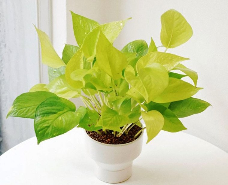 4 loại cây giúp nhiệt độ phòng giảm tới 10 độ, không cần dùng điều hòa nhà vẫn mát rười rượi - Ảnh 2. 4 loại cây giúp nhiệt độ phòng giảm tới 10 độ, không cần dùng điều hòa nhà vẫn mát rười rượi - Ảnh 2.