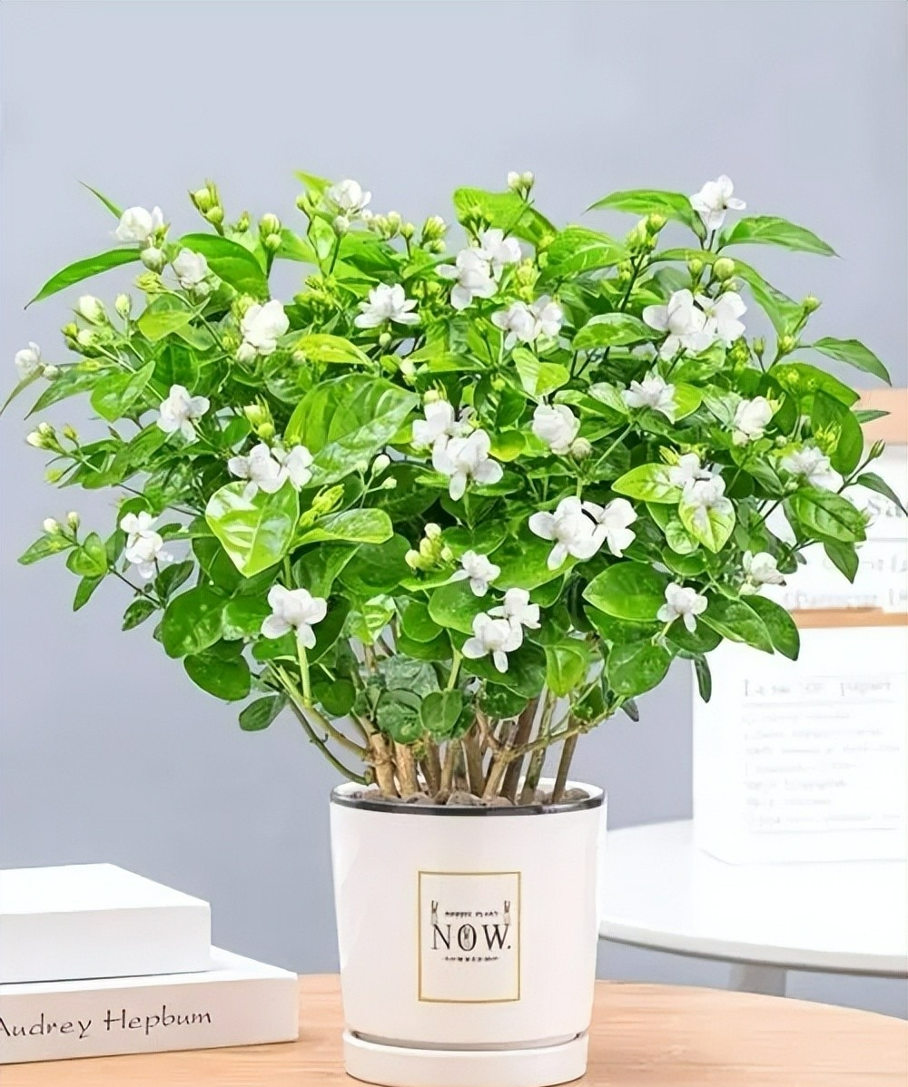 Tháng 5, tháng 6, 7 cây cảnh cần "vỗ béo", chỉ cần ăn no uống tốt là nở như thác lũ - Ảnh 10.