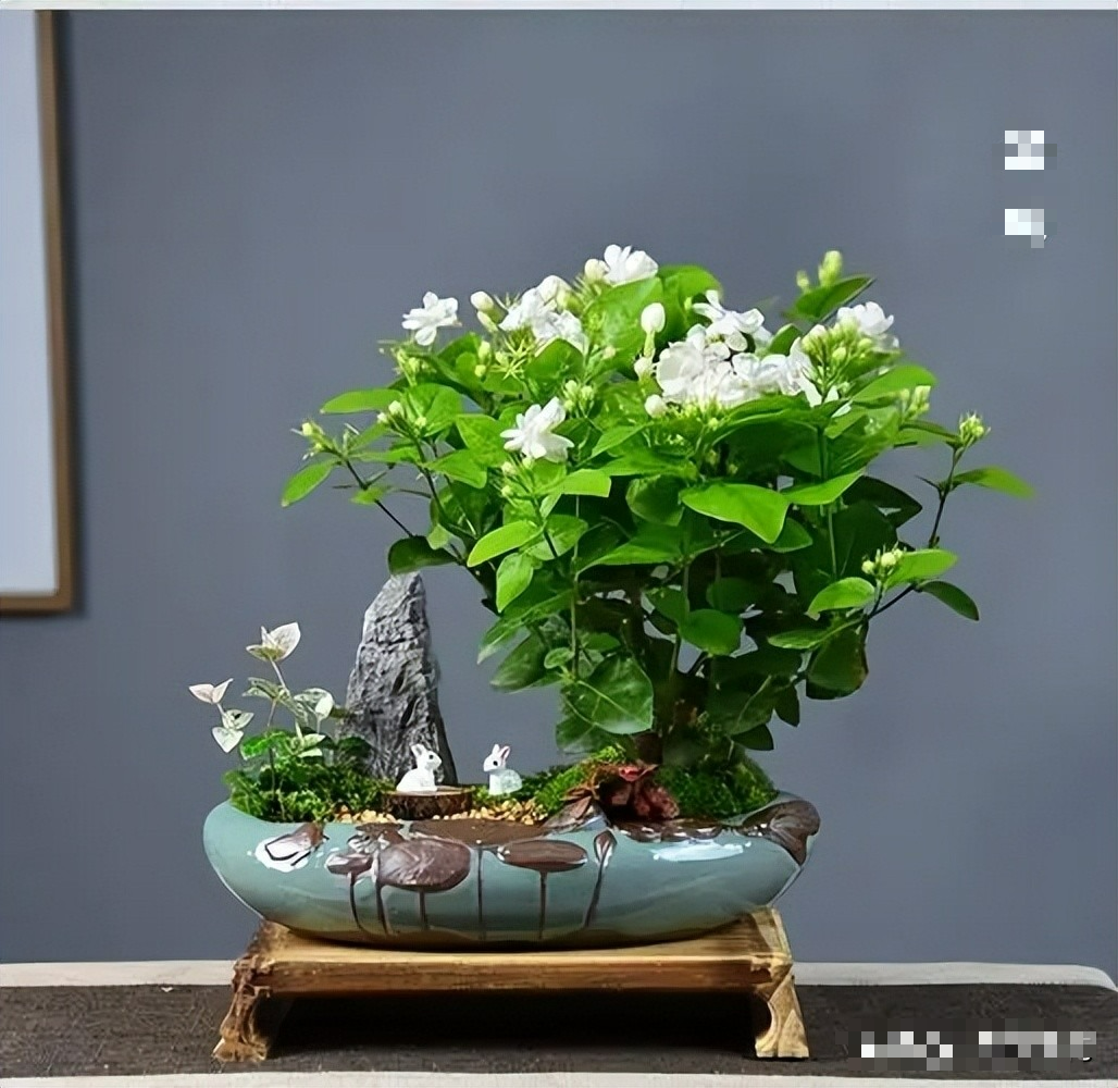 Tháng 5, tháng 6, 7 cây cảnh cần "vỗ béo", chỉ cần ăn no uống tốt là nở như thác lũ - Ảnh 11.
