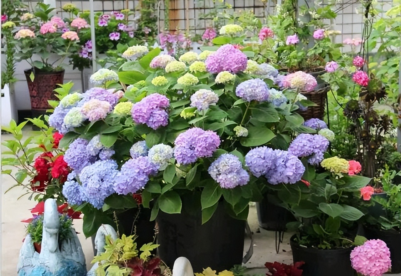Tháng 5, tháng 6, 7 cây cảnh cần "vỗ béo", chỉ cần ăn no uống tốt là nở như thác lũ - Ảnh 9.