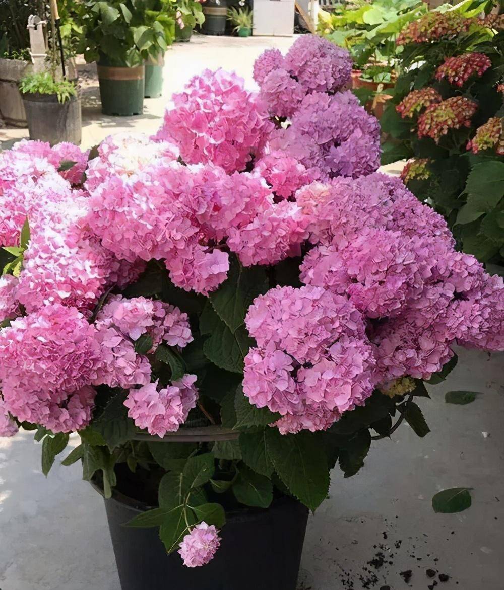 Tháng 5, tháng 6, 7 cây cảnh cần "vỗ béo", chỉ cần ăn no uống tốt là nở như thác lũ - Ảnh 7.