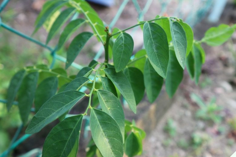 Cây này trồng chỉ lấy lá, vitamin C gấp 45 lần rau thường, nấu với trứng rất ngon, quét sạch “rác” trong ngũ tạng - Ảnh 1.