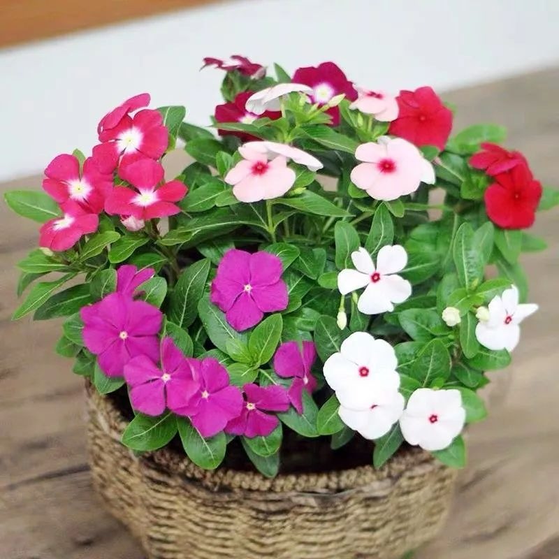 Tháng 5, tháng 6, 7 cây cảnh cần "vỗ béo", chỉ cần ăn no uống tốt là nở như thác lũ - Ảnh 14.